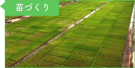 3月/4月：苗づくり