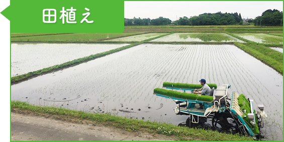 5月/6月：田植え