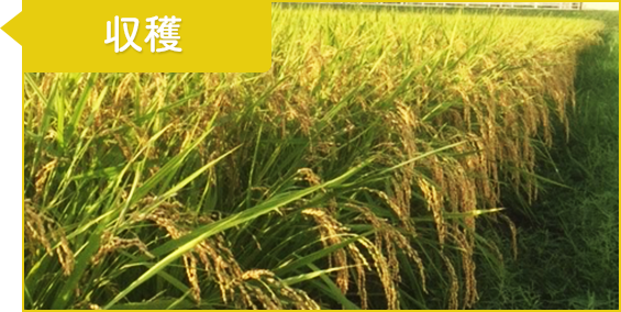 9月/10月：収穫