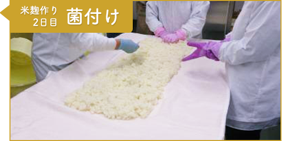 工程3：米糀作り2日目 菌付け