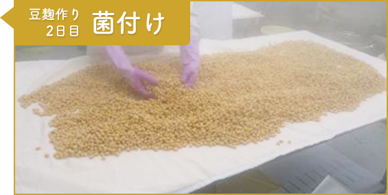 工程4：豆麹作り2日目 菌付け