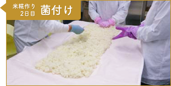 工程6：米糀作り2日目 菌付け