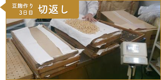 工程7：豆麹作り3日目 切返し