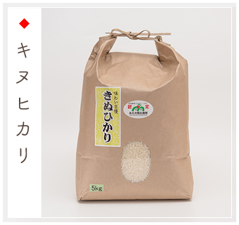 きぬひかり