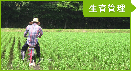 7月/8月：生育管理