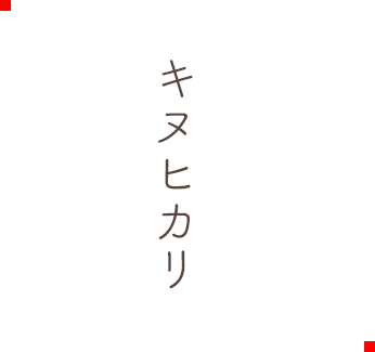 キヌヒカリ